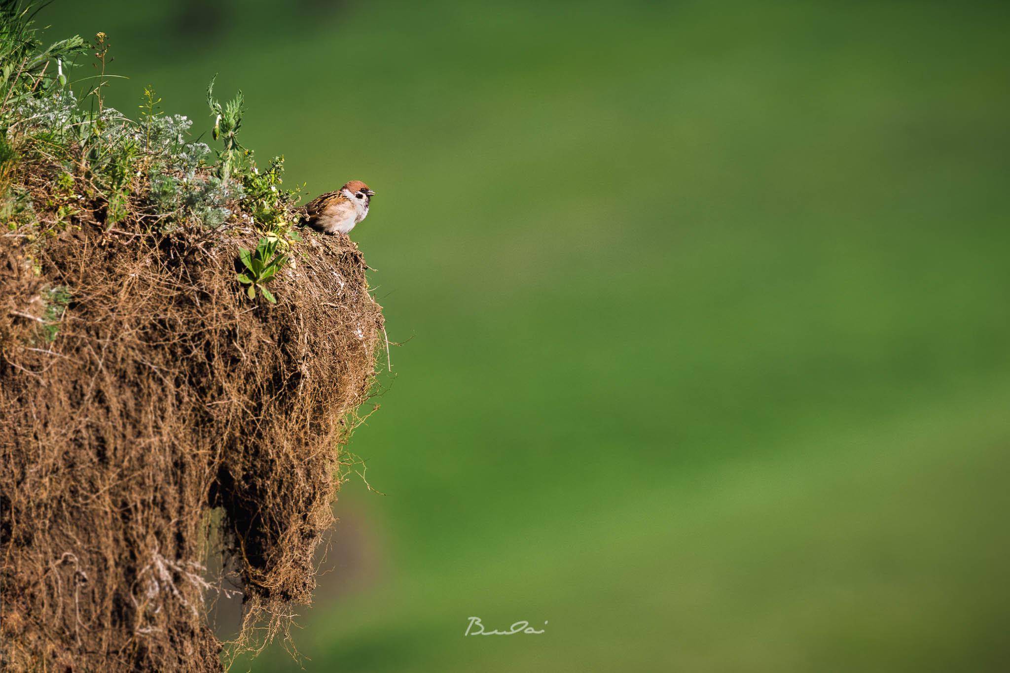 Tree sparrow - living life on the edge